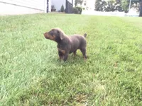 Mia American/European, a female Doberman Pinscher for sale in Shipshewana, IN – 3 of 5