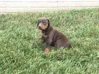 Mia American/European, a female Doberman Pinscher for sale in Shipshewana, IN – 5 of 5
