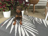 Mia American/European, a female Doberman Pinscher for sale in Shipshewana, IN – 1 of 5