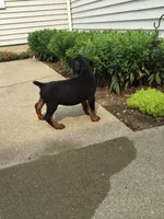 Bailey American/European , a male Doberman Pinscher for sale in Shipshewana, IN – 4 of 4