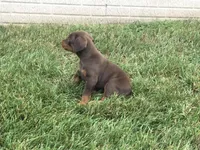 Mia American/European, a female Doberman Pinscher for sale in Shipshewana, IN – 4 of 5