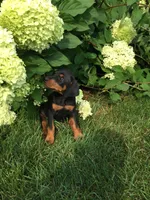 Bailey American/European , a male Doberman Pinscher for sale in Shipshewana, IN – 2 of 4