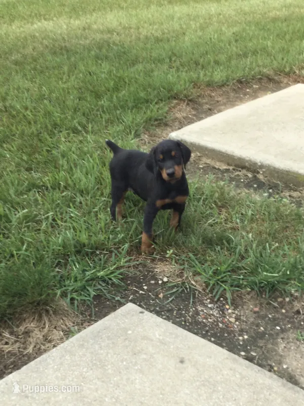 Bailey American/European  – Doberman Pinscher puppy for sale in Shipshewana, IN