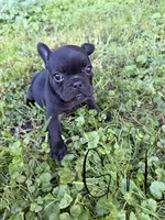 French Bulldogs, a female French Bulldog for sale in Zanesville, OH – 9 of 10