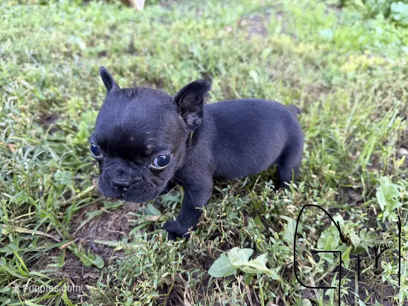 French Bulldogs – French Bulldog puppy for sale in Zanesville, OH
