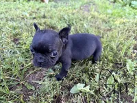 French Bulldogs, a female French Bulldog for sale in Zanesville, OH – 1 of 10