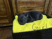 Black , a female French Bulldog for sale in Zanesville, OH – 2 of 7