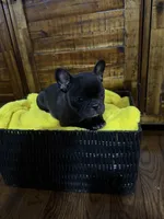 Black , a female French Bulldog for sale in Zanesville, OH – 5 of 7