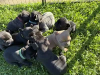 French Bulldogs, a female French Bulldog for sale in Zanesville, OH – 10 of 10