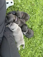 French Bulldogs, a female French Bulldog for sale in Zanesville, OH – 8 of 10