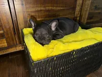 Black , a female French Bulldog for sale in Zanesville, OH – 4 of 7