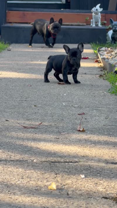 Black , a female French Bulldog for sale in Zanesville, OH – 7 of 7