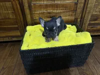 Black and tan , a male French Bulldog for sale in Zanesville, OH – 2 of 4