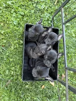 Black , a female French Bulldog for sale in Zanesville, OH – 6 of 7