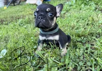 French Bulldogs, a female French Bulldog for sale in Zanesville, OH – 2 of 10