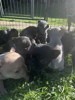 French Bulldogs, a female French Bulldog for sale in Zanesville, OH – 6 of 10