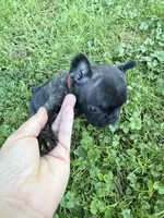 French Bulldogs, a female French Bulldog for sale in Zanesville, OH – 3 of 10