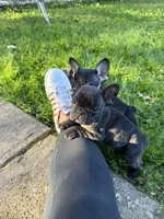 Brindle female, a female French Bulldog for sale in Zanesville, OH – 2 of 3
