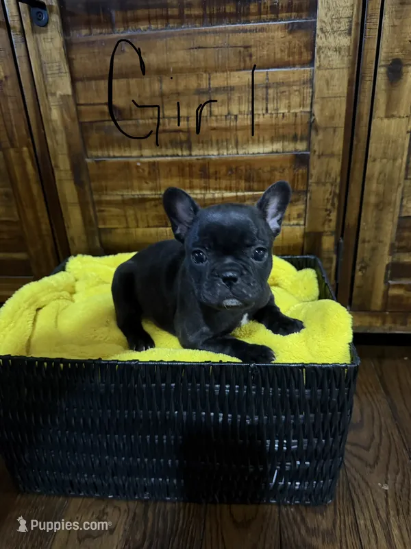Black  – French Bulldog puppy for sale in Zanesville, OH