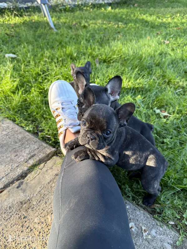 Brindle female – French Bulldog puppy for sale in Zanesville, OH