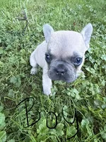 French Bulldogs, a female French Bulldog for sale in Zanesville, OH – 5 of 10