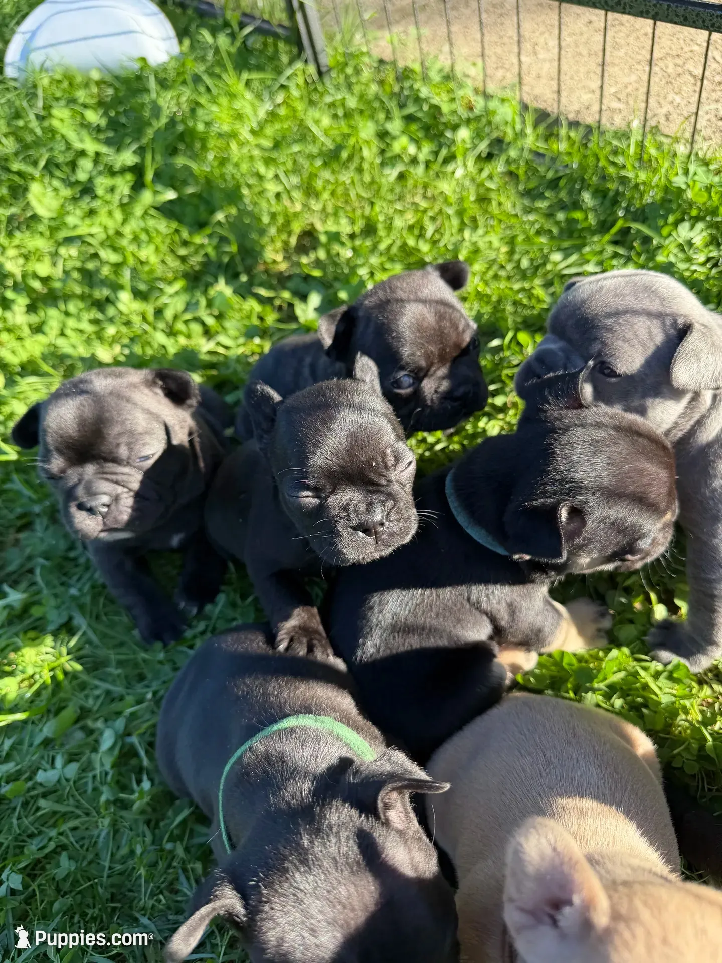 French Bulldogs, a female French Bulldog for sale in Zanesville, OH – 7 of 10