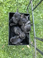 Brindle female, a female French Bulldog for sale in Zanesville, OH – 3 of 3