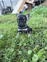 Black and tan , a male French Bulldog for sale in Zanesville, OH – 3 of 4