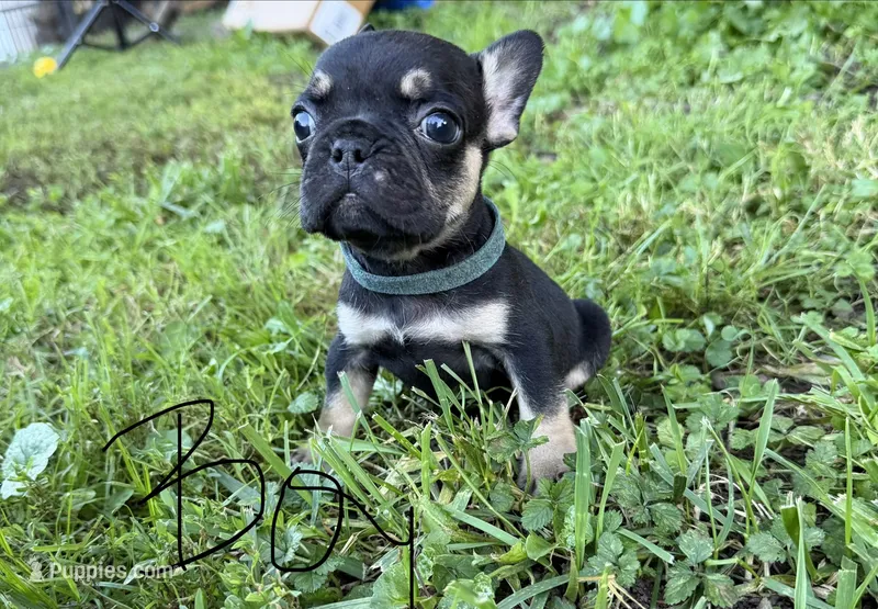 Black and tan  – French Bulldog puppy for sale in Zanesville, OH