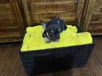 Black and tan , a male French Bulldog for sale in Zanesville, OH – 4 of 4