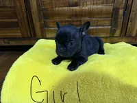 Black , a female French Bulldog for sale in Zanesville, OH – 3 of 7