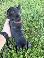 French Bulldogs, a female French Bulldog for sale in Zanesville, OH – 4 of 10