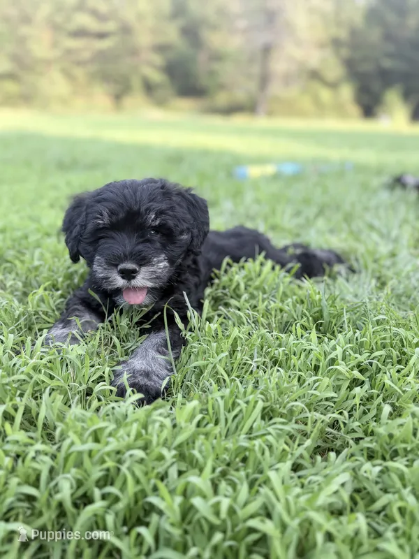 Nitro – Miniature Schnauzer puppy for sale in Hammond, LA