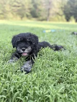 Nitro, a male Miniature Schnauzer for sale in Hammond, LA – 1 of 2