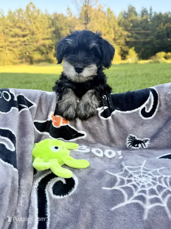 Macchiato (Mack) – Miniature Schnauzer puppy for sale in Hammond, LA