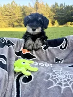Macchiato (Mack), a male Miniature Schnauzer for sale in Hammond, LA – 1 of 3