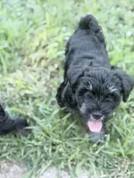 Truffle, a male Miniature Schnauzer for sale in Hammond, LA – 4 of 4