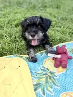 Macchiato (Mack), a male Miniature Schnauzer for sale in Hammond, LA – 3 of 3