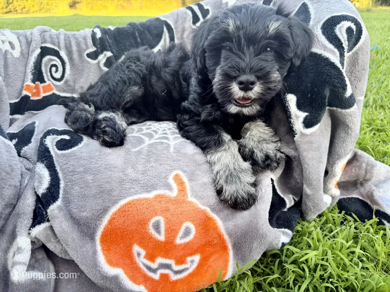Truffle – Miniature Schnauzer puppy for sale in Hammond, LA