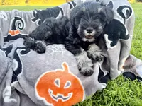 Truffle, a male Miniature Schnauzer for sale in Hammond, LA – 1 of 4