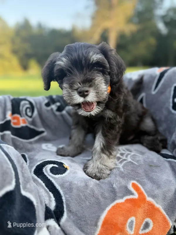 Espresso – Miniature Schnauzer puppy for sale in Hammond, LA