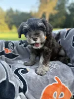Espresso, a male Miniature Schnauzer for sale in Hammond, LA – 1 of 4