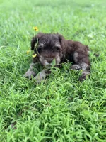 Espresso, a male Miniature Schnauzer for sale in Hammond, LA – 2 of 4