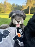 Espresso, a male Miniature Schnauzer for sale in Hammond, LA – 4 of 4