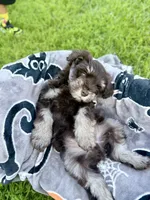 Espresso, a male Miniature Schnauzer for sale in Hammond, LA – 3 of 4