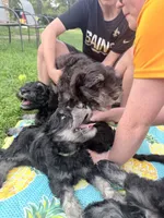Biscotti (Scotti) , a male Miniature Schnauzer for sale in Hammond, LA – 2 of 4