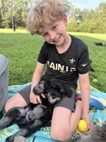 Nitro, a male Miniature Schnauzer for sale in Hammond, LA – 2 of 2