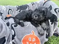 Truffle, a male Miniature Schnauzer for sale in Hammond, LA – 3 of 4
