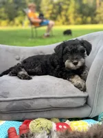 Biscotti (Scotti) , a male Miniature Schnauzer for sale in Hammond, LA – 3 of 4