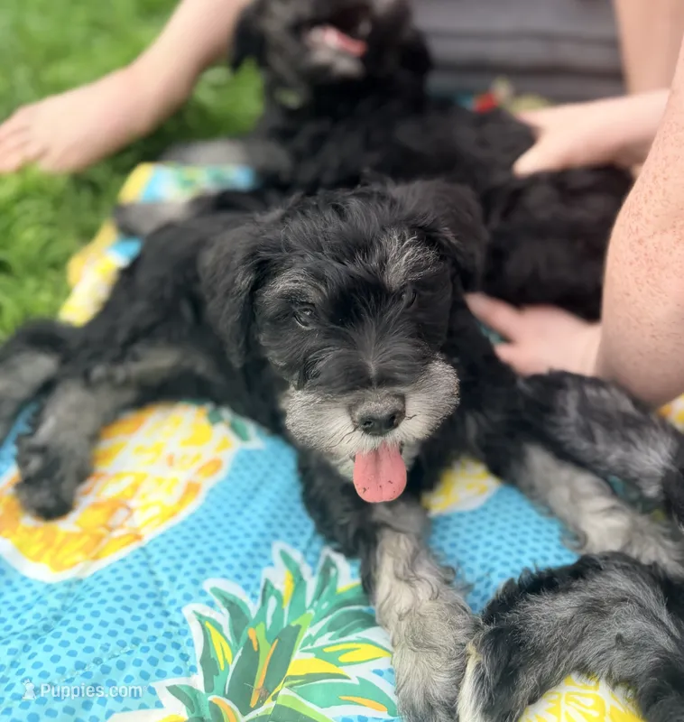 Biscotti (Scotti)  – Miniature Schnauzer puppy for sale in Hammond, LA